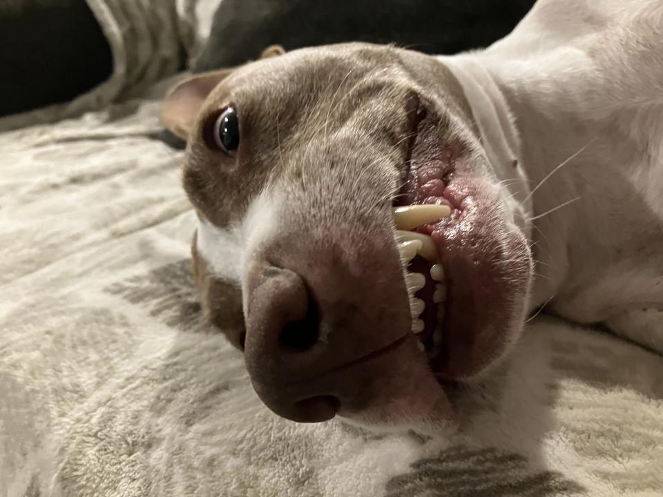 Close-up of a happy dog lying down, showing teeth in a smile-like expression