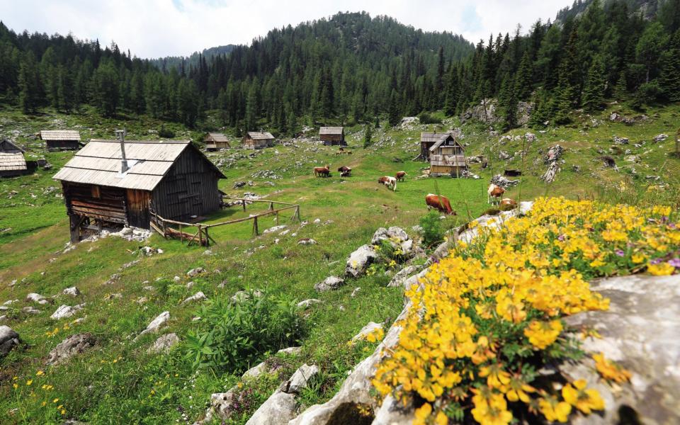 Slovenian meadows - Credit: Mitja Sodja/www.foto-bohinj.com