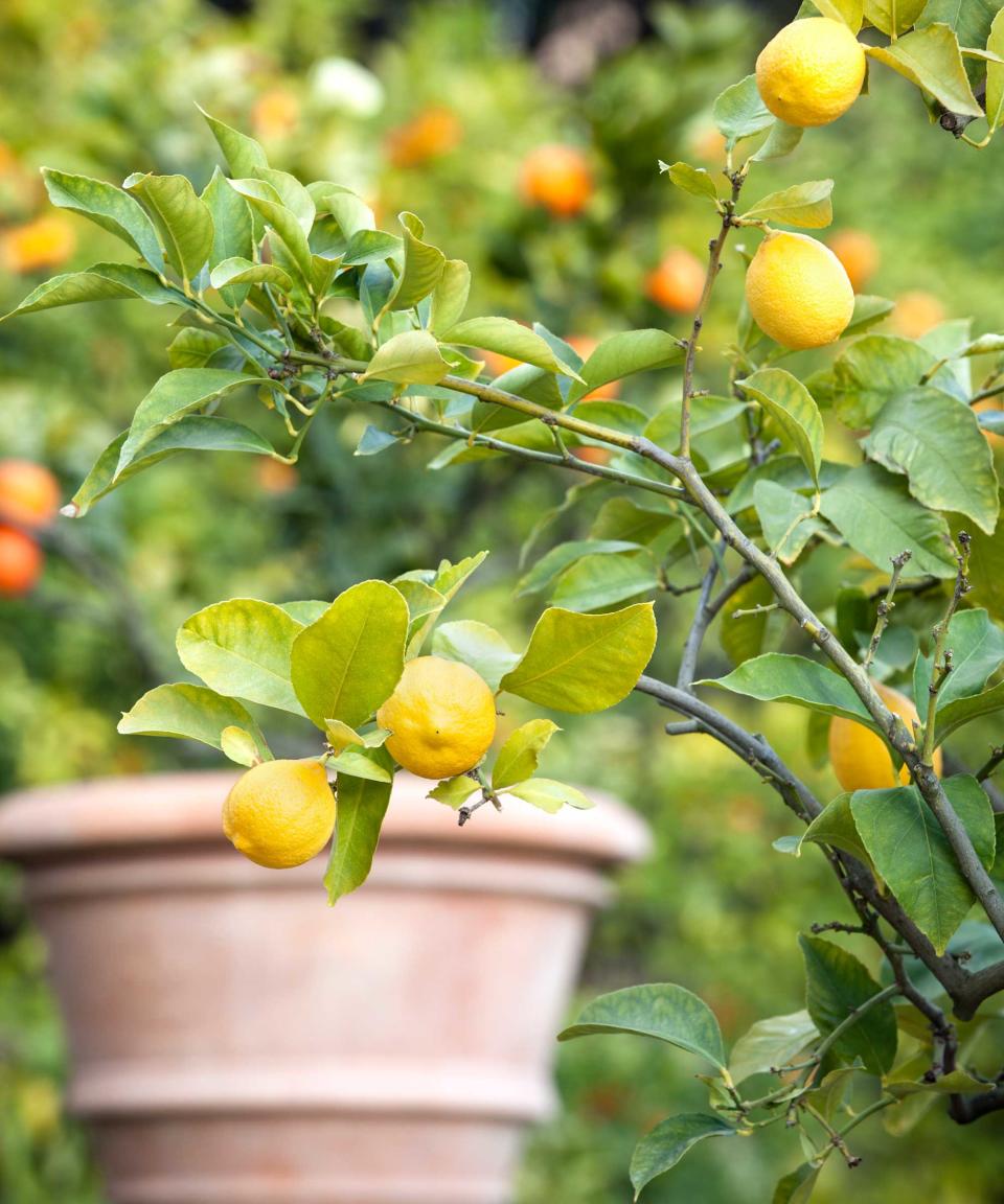 lemon tree