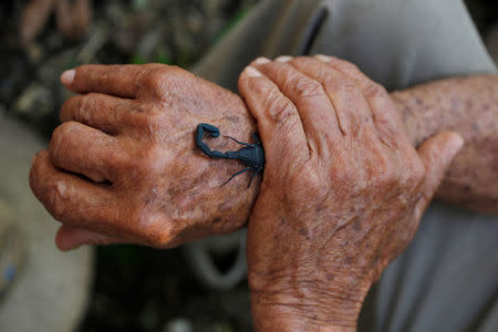 Foto de archivo del agricultor cubano de 78 años Pepe Casañas siendo picado por un escorpión en Los Palacios, Cuba. Dic 5, 2018. REUTERS/Stringer