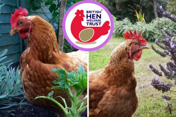 By booking your hens now you&#x002019;ll be first in line to pick up your new pets at the next rehoming day in Boncath.