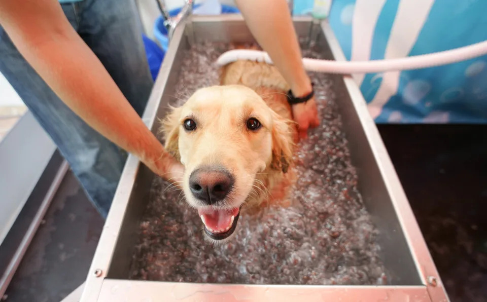 Segundo caso de estudio: Perros (Golden retriever y labradores) | REUTERS/Michaela Rehle 