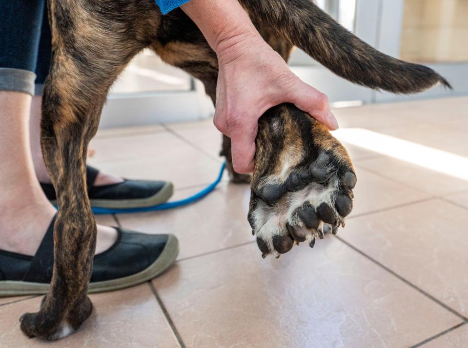 VP of Marketing and Communications at the Wisconsin Humane Society Angela Speed holds up Bella's paw, who has been diagnosed with an exceptionally rare medical condition called dimelia, on Thursday April 25, 2024 in Milwaukee, Wis. Dimelia is an extremely rare congenital anomaly characterized by duplication of bones meaning Bella has five legs instead of four.