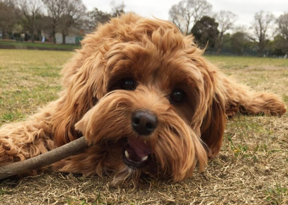 3AW radio host Stephen Quartermain's cavoodle puppy dog fights, kills, tiger snake in Melbourne.