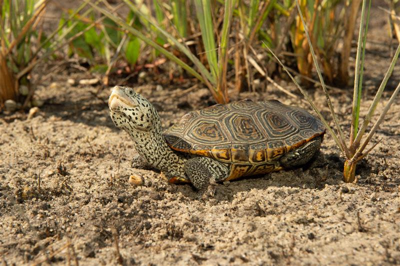 Diamond terrapins are considered a "species of concern" in North Carolina due to threats from habitat loss and the danger from getting stuck in nets and crab pots, especially fishing gear that's been abandoned.