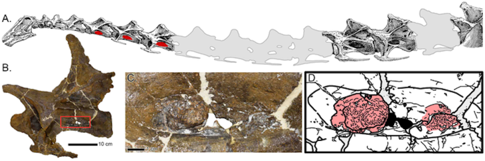 Scans of Dolly the dinosaur's neck showing the abnormal growth