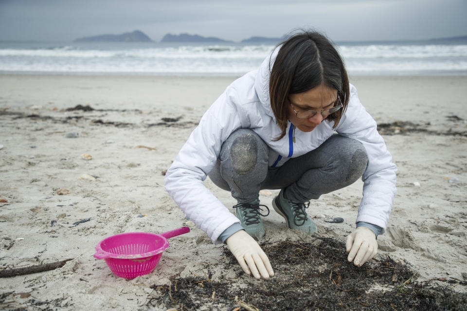 A volunteer collects plastic pellets from a beach in Nigran, Pontevedra, Spain, Tuesday, Jan. 9, 2024. Spanish state prosecutors have opened an investigation into countless tiny plastic pellets washing up on the country's northwest coastline after they were spilled from a transport ship. (AP Photo/Lalo R. Villar)