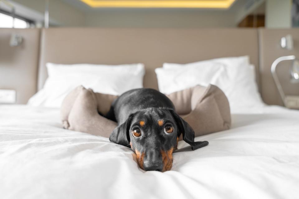 If you're staying at a Kimpton property, you can easily arrange for someone to take your best friend for a walk or keep him company if you go out to dinner or somewhere else you can't take a dog.