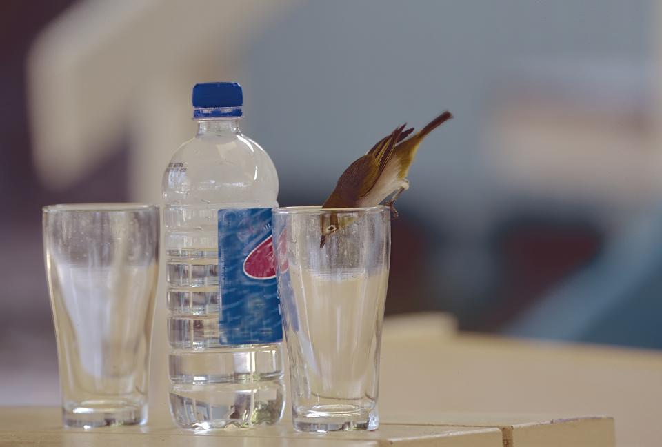 A Capricorn silvereye on Lady Elliot Island inside a glass at the resort.