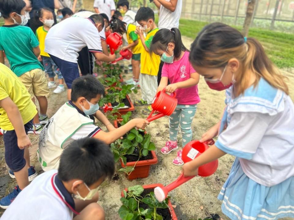 官田國小高年級學生教導幼兒園的小朋友種草莓，大手牽小手一起體驗。(記者盧萍珊攝)