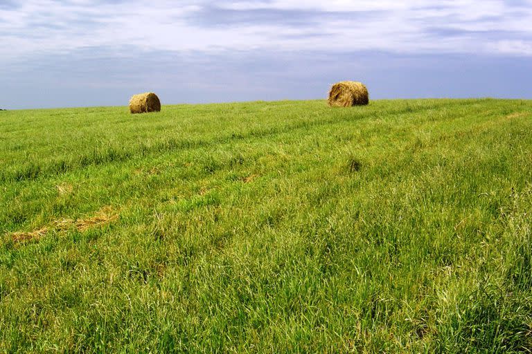 La sequía afectó la producción local de semillas forrajeras