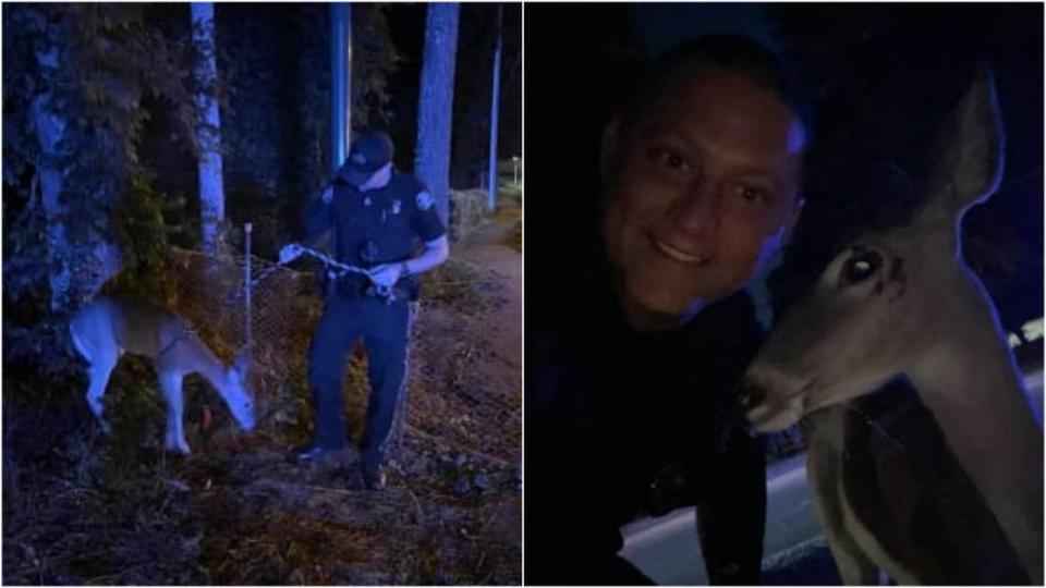 Officers took a unique approach to rescue deer hit by a bus in Sandy Springs, Georgia, photos show.