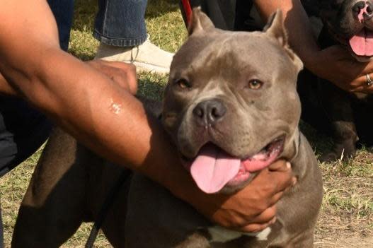 Details announced of American XL bully dog ban in England and Wales, Dangerous dogs