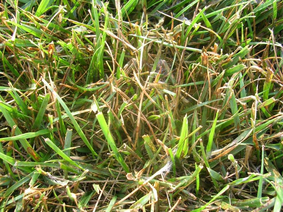 The fungus that causes Brown Patch appears as mottled streaks of dead grass with red rings around them.