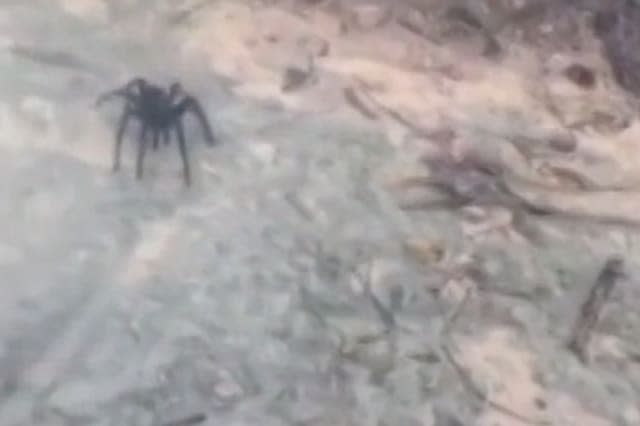 Enormous spider crawls out of bushes in Dominican Republic