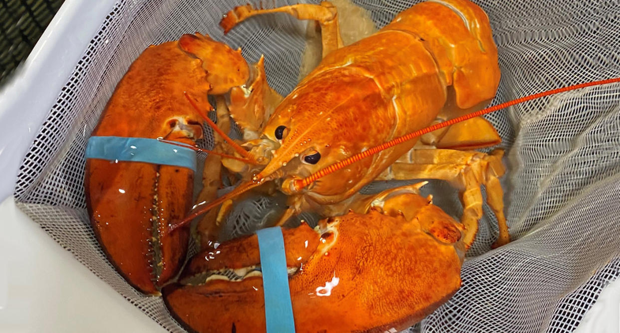 Red Lobster employees in Hollywood, Fla. discovered a rare bright orange lobster in their food shipment this week. (Photo: Red Lobster)