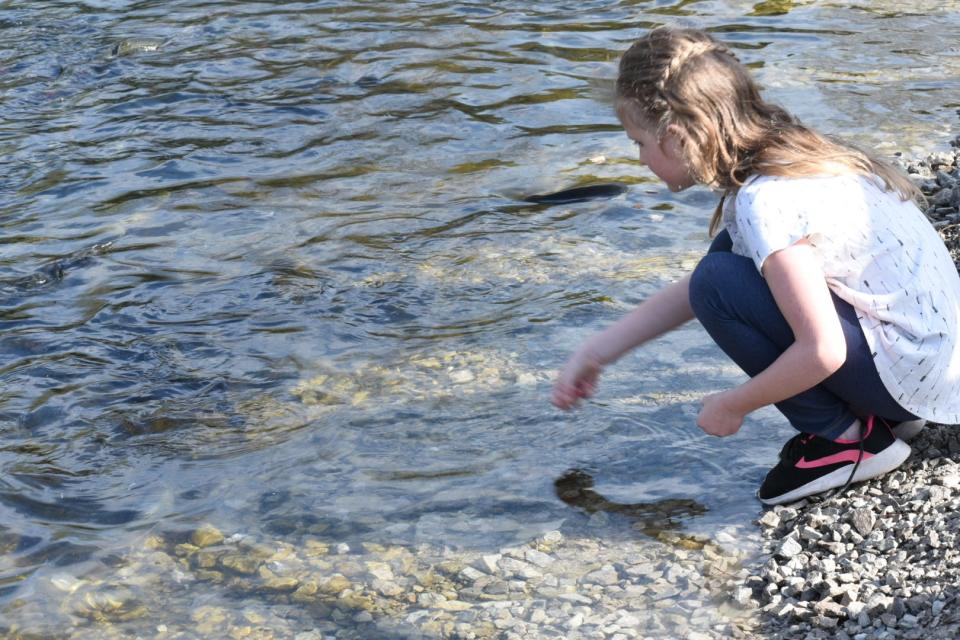 Olivia Werich, 11, of Norwalk’s Girl Scout Troop No. 50704, feeds rainbow trout at the Castalia State Fish Hatchery.