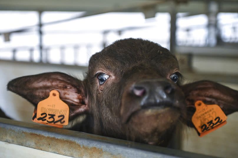 A newborn buffalo is seen at a farm near Ciorlano, July 2020