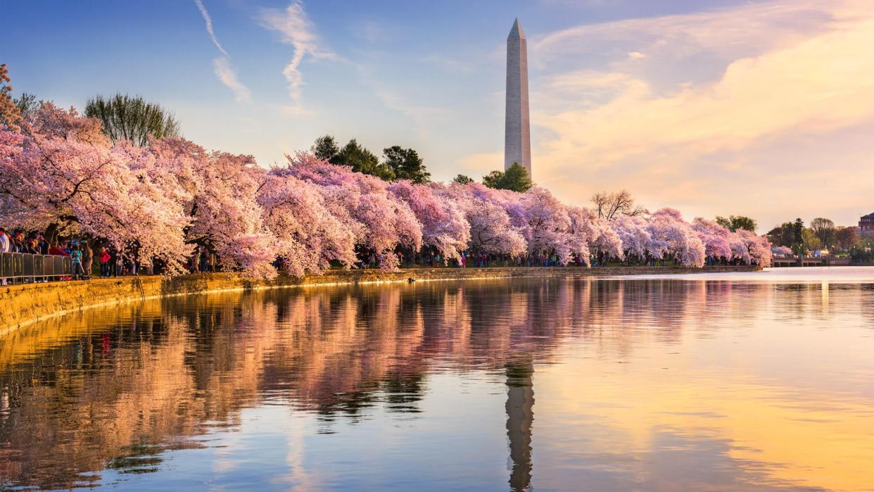 Washington DC, USA at the tidal basin with Washington Monument in spring season.