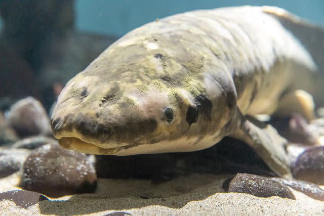 <p>Gayle Laird, California Academy of Sciences</p> Methuselah the lungfish, the world's oldest living aquarium fish, at the Steinhart Aquarium