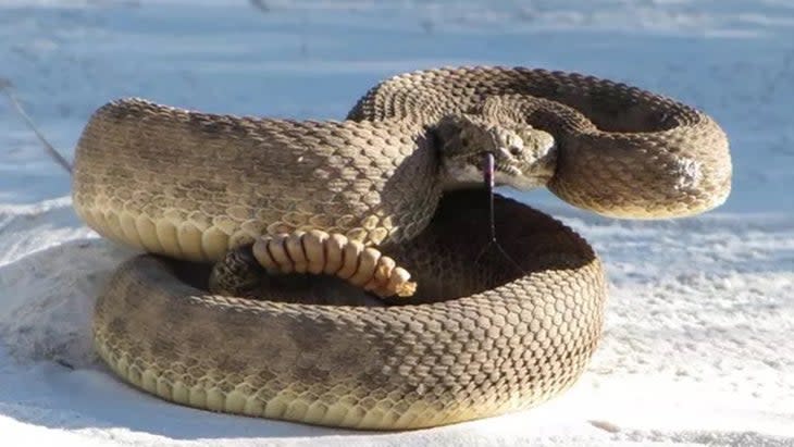 prairie rattlesnake