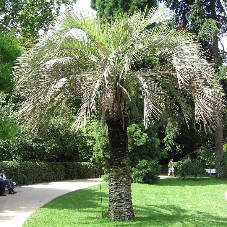 Pindo palm, from Brazil, is extremely cold hardy but moderately susceptible to  lethal bronzing disease.