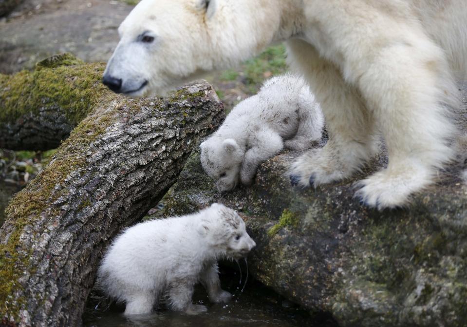 Twin polar bear cubs play next their mother Giovanna outside in their enclosure at Tierpark Hellabrunn in Munich