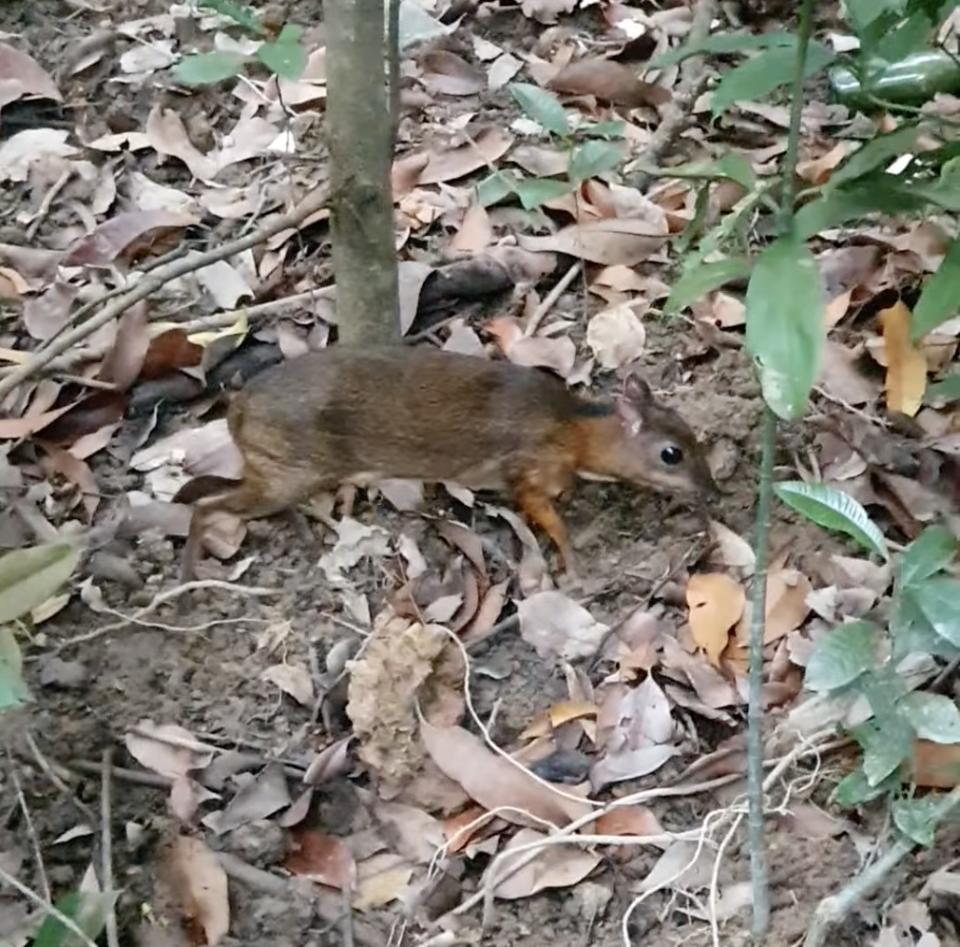 Lesser mousedeer in Lower Peirce Reservoir Park in Singapore. (Screenshot from video by Tan Yi Hao)