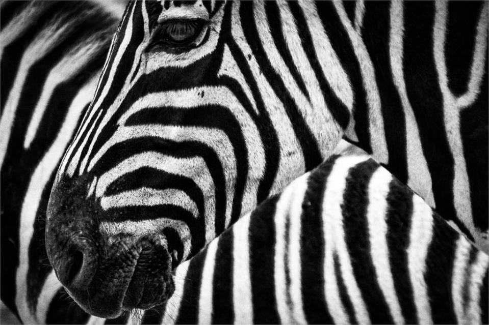 到底是「黑底白斑」還是「白底黑斑」？動物學家揭曉斑馬真實膚色