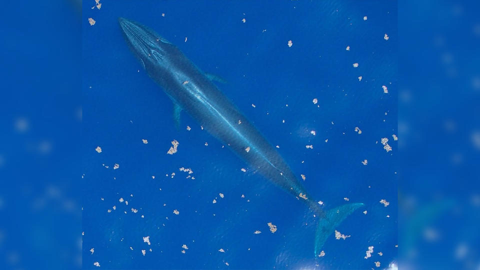 An aerial photograph of a Rice's whale in the Gulf of Mexico. The species was officially named in 2021 and is endemic to the northeast region of the gulf, making it the only whale species endemic to U.S. waters.