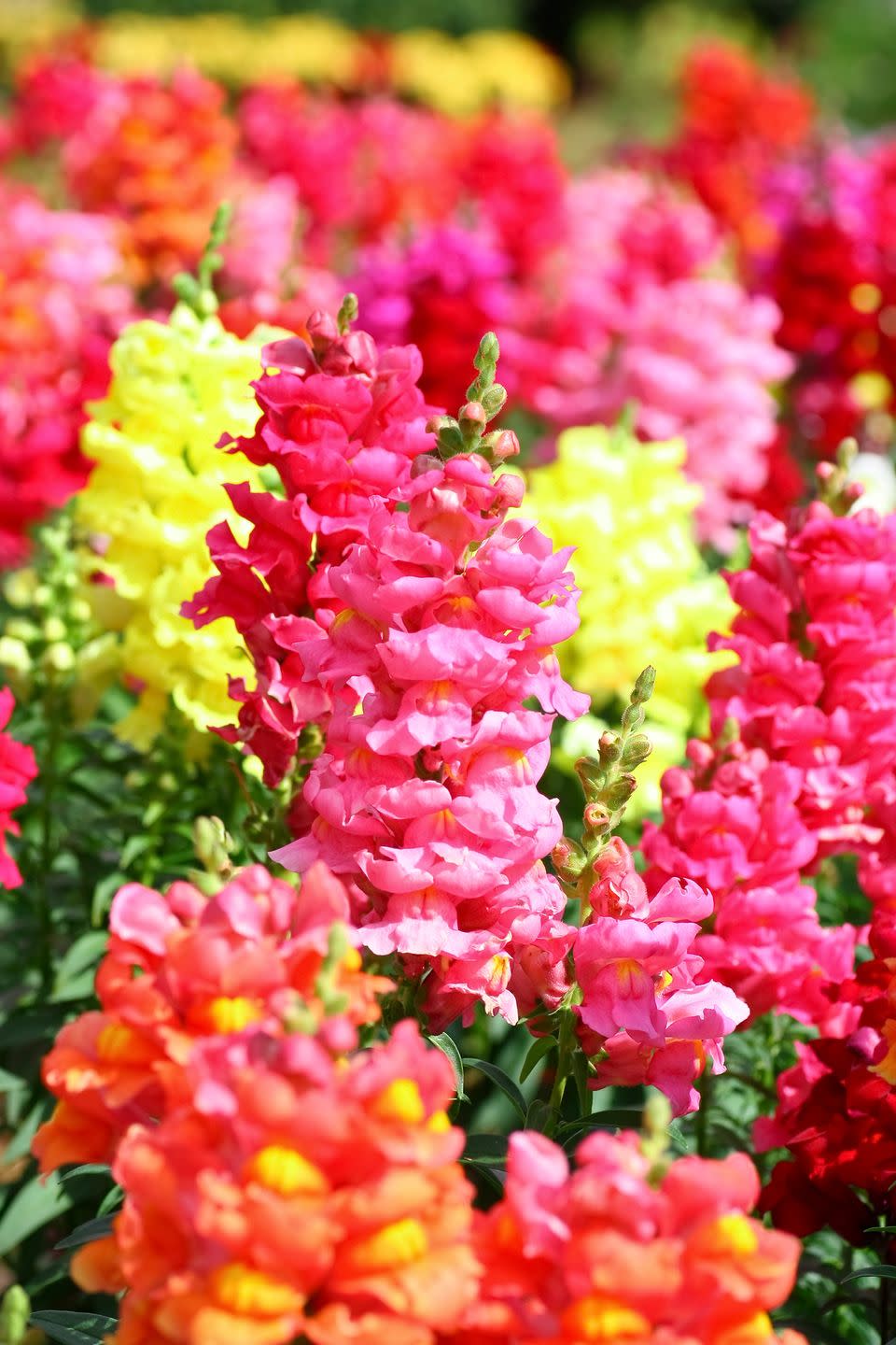 12) Snapdragons