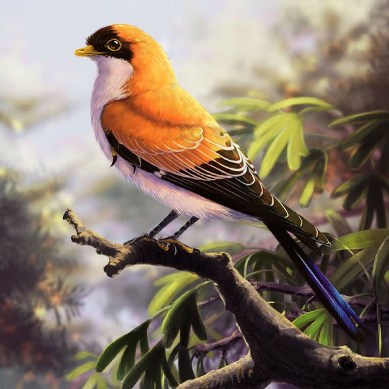 Los científicos del CONICET  descubrieron en la Patagonia un ave que convivió con los últimos dinosaurios. Los fósiles de la nueva especie, bautizada como Yatenavis ieujensis, fueron encontrados en rocas de 70 millones de años