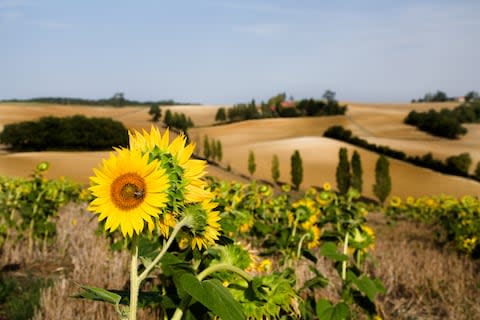 Sunflowers in Gascony - Credit: GETTY