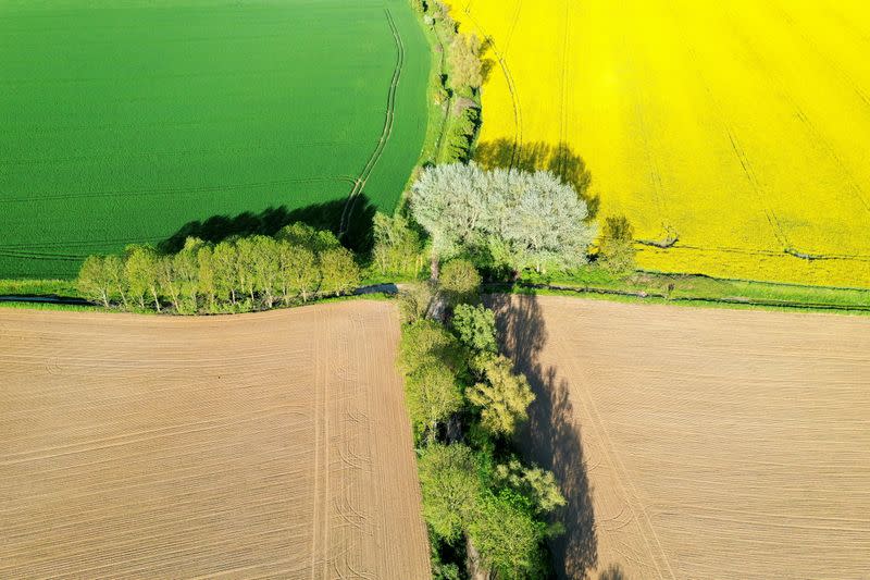 FILE PHOTO: An aerial view shows a yellow rapeseed, wheat and sugar beet fields in Carnieres