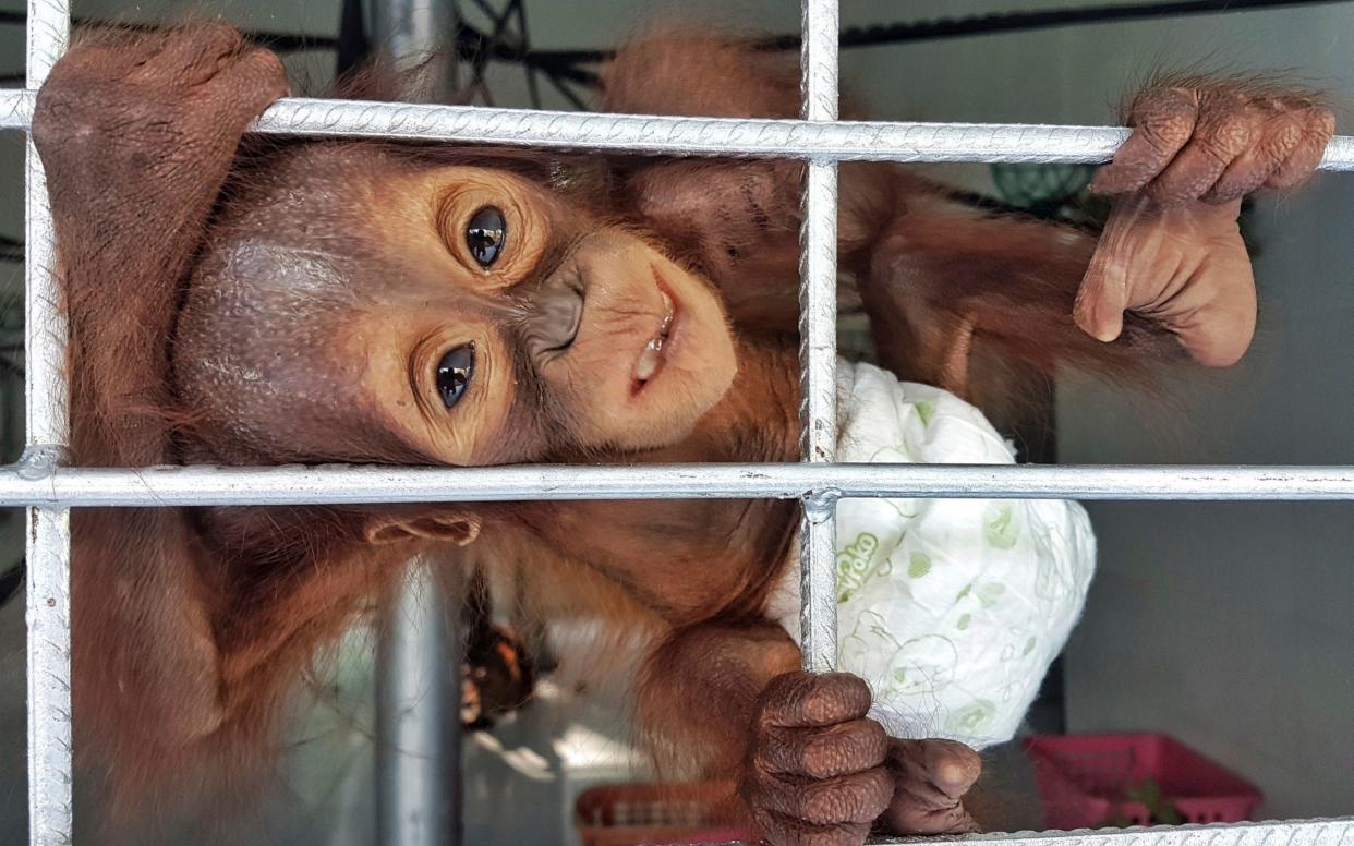 A recently rescued baby orangutan clings on its cage at Nyaru Menteng Orangutan Rehabilitation Center in Central Kalimantan, Indonesia - BOS Foundation