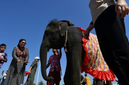 Elephants were phased out of the logging industry about 30 years ago, leaving their mahouts unemployed, so they turned to Thailand's flourishing tourism industry, a burgeoning sector of amusement parks offering elephant rides and performances