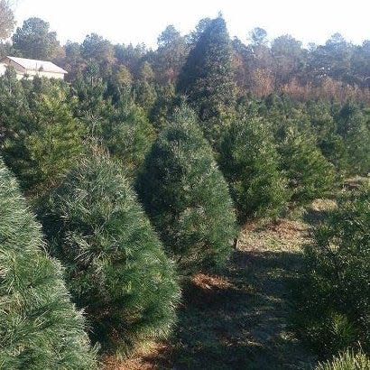 Christmas trees growing at B & D Christmas Tree Farm at 1206 Elliot Farm Road in Fayetteville.
