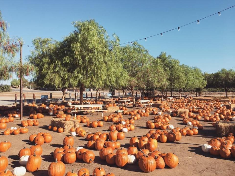 22) Peltzer Pumpkin Farm in Temecula, CA