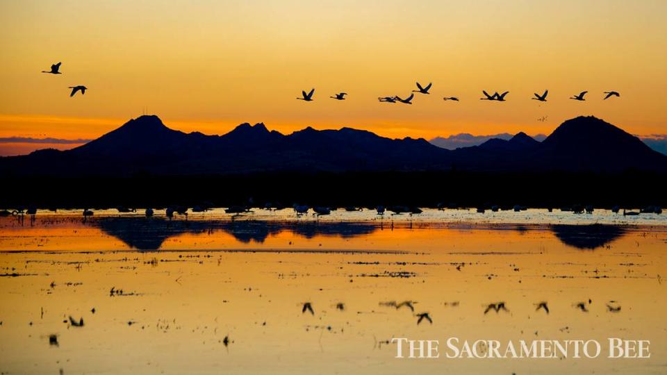 Tundra swans take flight in a flooded rice field with a view of the Sutter Buttes in the background near Marysville .