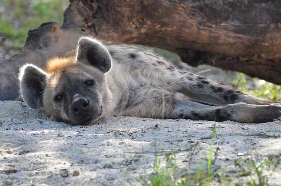 Maxi, a spotted hyena, now calls Rolling Hills Zoo home.
