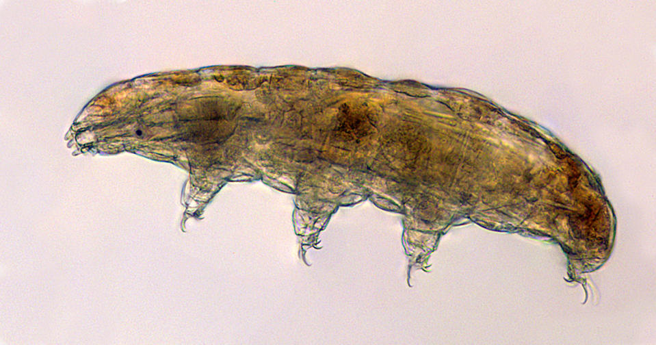 This undated microscope photo provided by Thomas Boothby in March 2019 shows a tardigrade, also known as a "water bear." The small animals, about the size of a period, are able to survive extreme heat, cold, radiation and even the vacuum of space. (Thomas Boothby via AP)