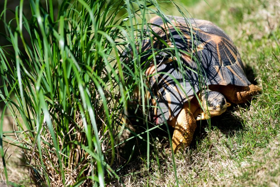 A radiated tortoise at Zoo Knoxville’s new Clayton Family Amphibian and Reptile Conservation Campus on Friday, April 9, 2021. Zoo Knoxville Members will be able to preview ARC Friday through Sunday, and the exhibit will open to the public on Monday, April 12, 2021. 