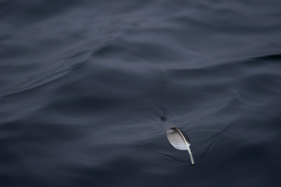 A northern gannet feather floats on the Gulf of St. Lawrence near Bonaventure Island off the coast of Quebec, Canada's Gaspe Peninsula, Tuesday, Sept. 13, 2022. Scientists are tracking the threats to seabirds from climate change, overfishing and other perils wrought by humans. (AP Photo/Carolyn Kaster)