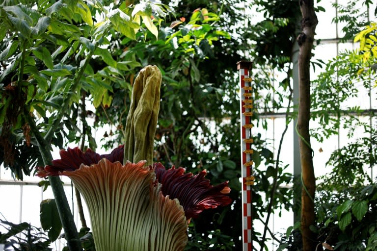 The titan arum, also known as 'Titan's penis', only blooms several years apart -- and then only for around 72 hours (Kenzo TRIBOUILLARD)