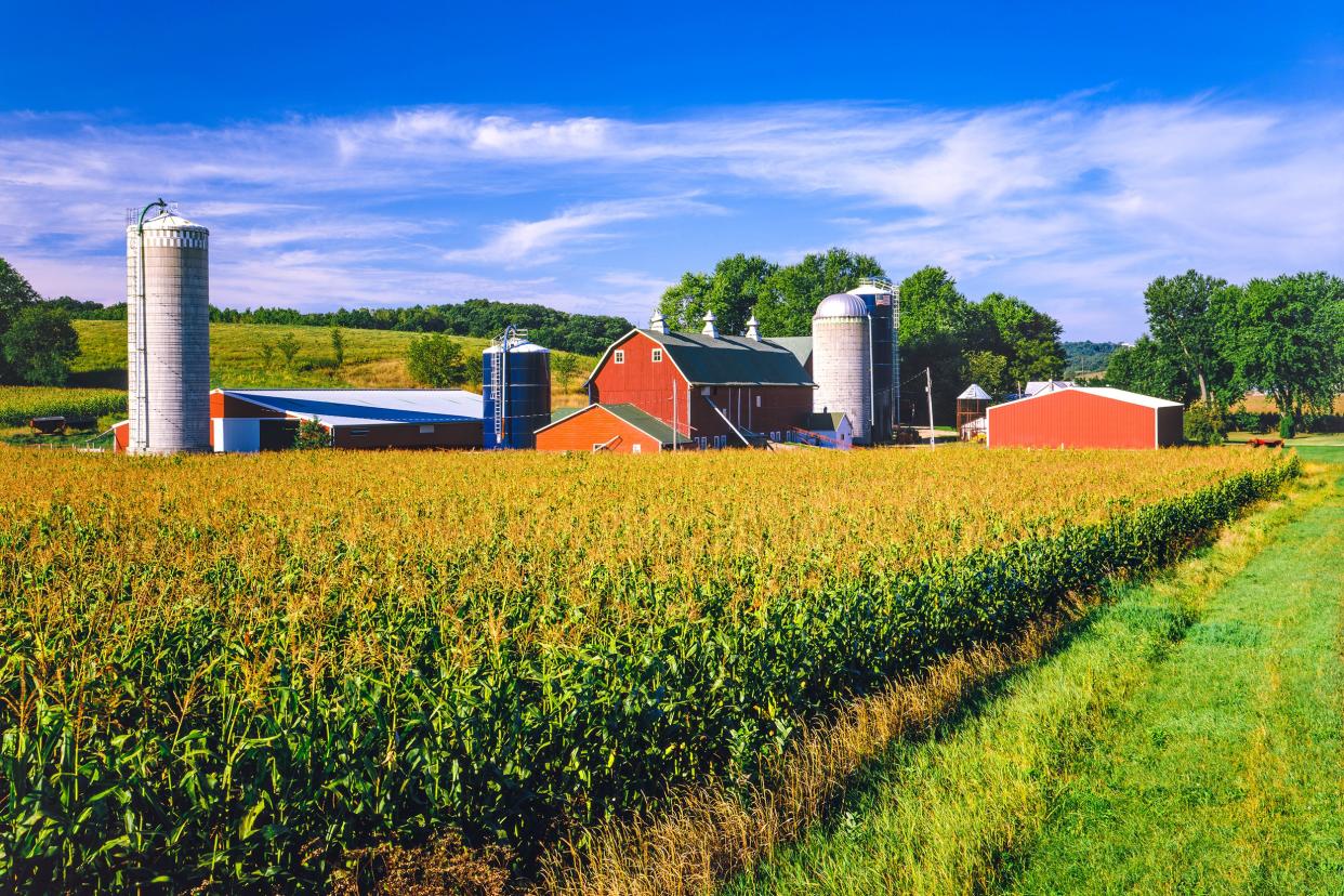 corn crop and Iowa farm at harvest time