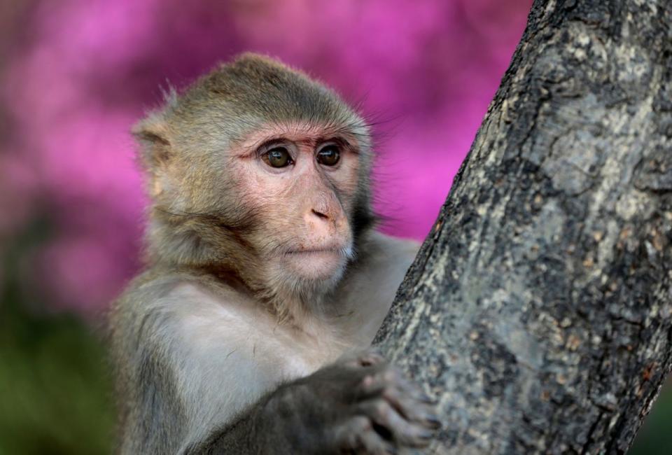 <p>Ein Affe beobachtet im pakistanischen Islamabad von einem Baum aus Touristen. (Bild: Reuters/Caren Firouz) </p>