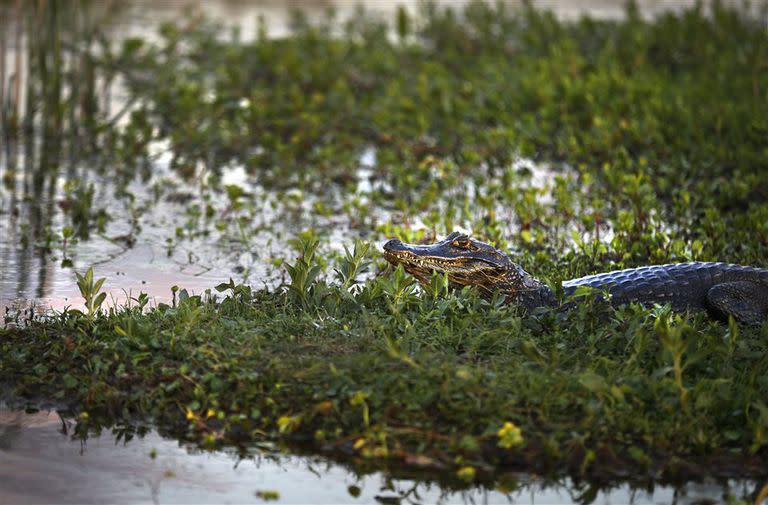 Los Esteros del Iberá, uno de los humedales más importantes del país