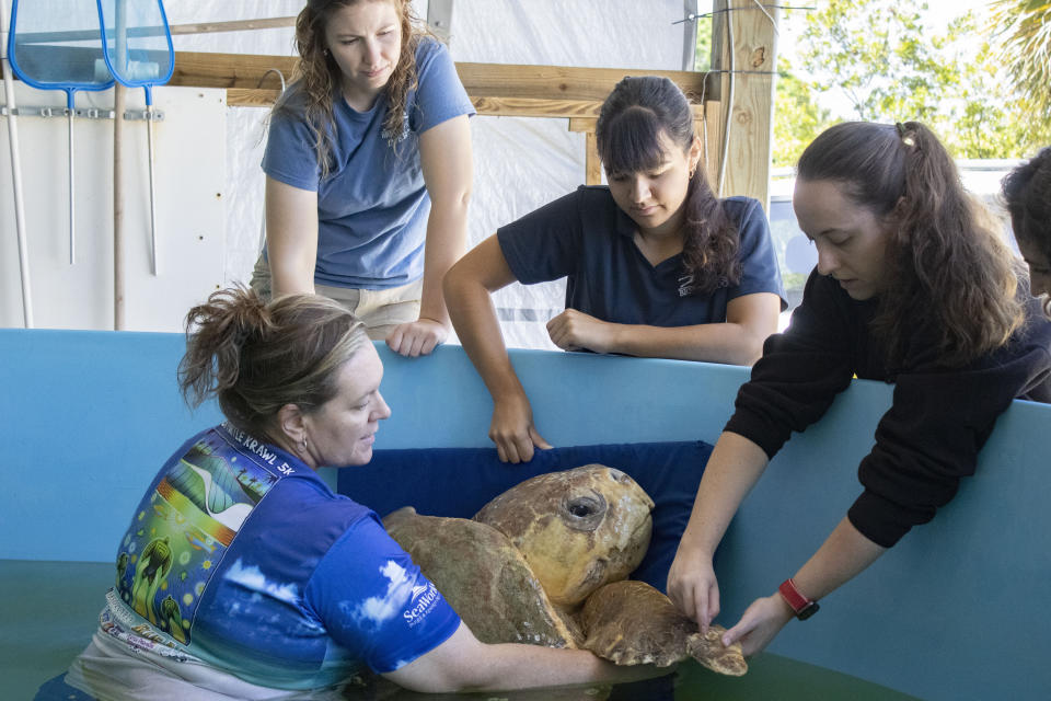 In this undated photo provided by the Brevard Zoo, Bubba, a 375-plus-pound loggerhead sea turtle, receives medical treatment at the Sea Turtle Healing Center at the Brevard Zoo in Melbourne, Fla. (Brevard Zoo via AP)