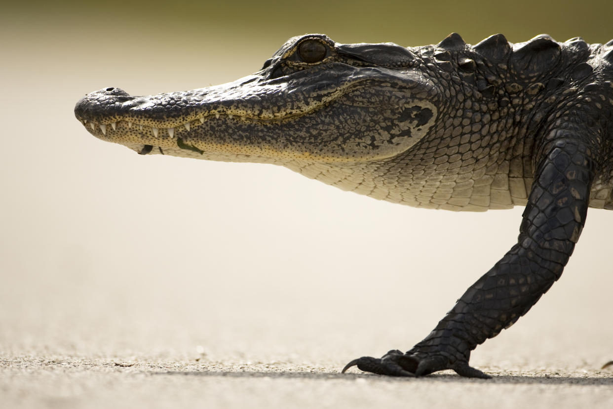 Alligatoren gehören nicht in eine Wohnung. In Florida kommt so etwas aber schon mal vor. (Symbolbild: Getty Images)