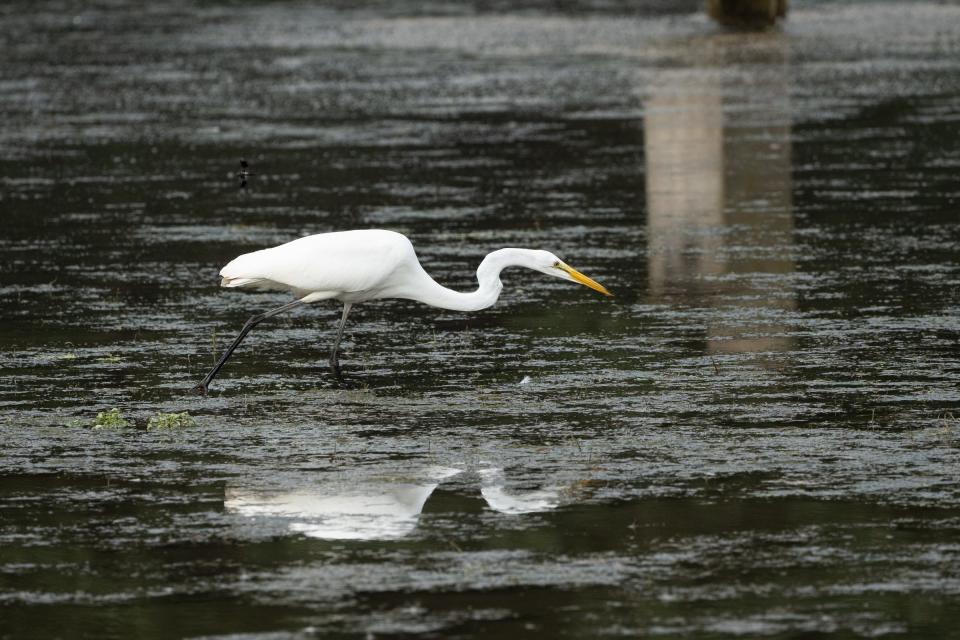 A Great Egret walks along the water looking for food at the Koch Warner Drain in Saline on Monday, July 19, 2021.